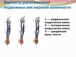 Анатомия и физиология с позиции анестезиологии и реаниматологии, слайд 27