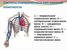 Анатомия и физиология с позиции анестезиологии и реаниматологии, слайд 29