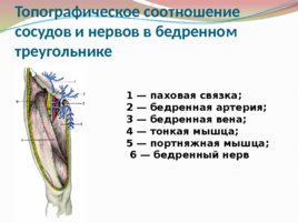 Анатомия и физиология с позиции анестезиологии и реаниматологии, слайд 31