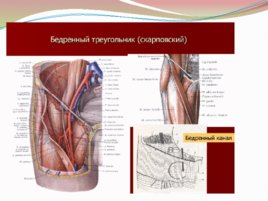 Анатомия и физиология с позиции анестезиологии и реаниматологии, слайд 32