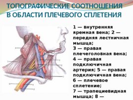 Анатомия и физиология с позиции анестезиологии и реаниматологии, слайд 49