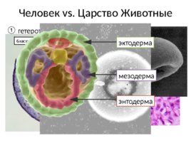 Место человека в системе органического мира, слайд 6