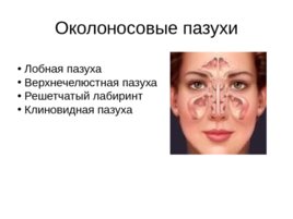 Анатомия, физиология носа, слайд 19