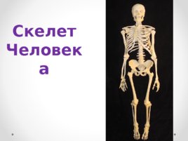 Скелет человека (анатомия)