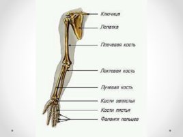 Скелет человека (анатомия), слайд 11