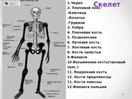 Скелет человека (анатомия), слайд 2