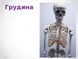 Скелет человека (анатомия), слайд 7