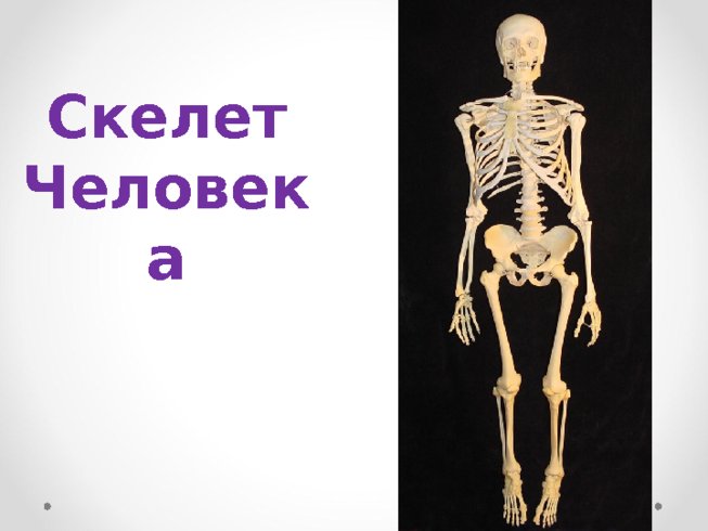 Скелет человека (анатомия)