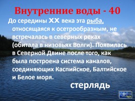Своя игра «Архангельская область», слайд 19