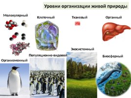 Уровни организации живой природы, слайд 1