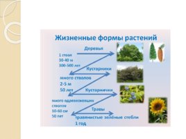 Жизненные формы растений и животных, слайд 6