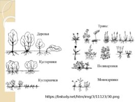 Жизненные формы растений и животных, слайд 9