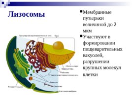 Органоиды клетки, слайд 17