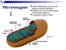 Органоиды клетки, слайд 21