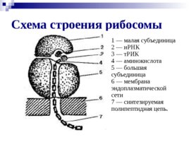 Органоиды клетки, слайд 6