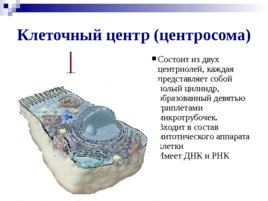 Органоиды клетки, слайд 8