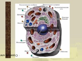 Строение клетки, слайд 1