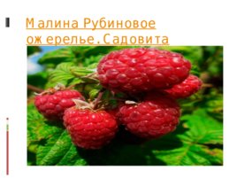 Проект по биологии, слайд 7