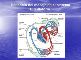 Técnicas y Manualidades del Masaje Sueco aplicadas al Deporte, слайд 65