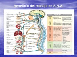 Técnicas y Manualidades del Masaje Sueco aplicadas al Deporte, слайд 68