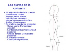 Taller de tratamiento de tejidos blandos aplicado en la Halterofilia, слайд 118