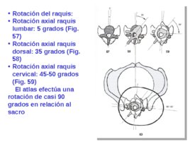 Taller de tratamiento de tejidos blandos aplicado en la Halterofilia, слайд 124