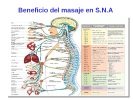 Taller de tratamiento de tejidos blandos aplicado en la Halterofilia, слайд 64