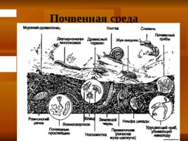 Организм и окружающая средa, слайд 14