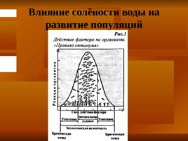 Организм и окружающая средa, слайд 26