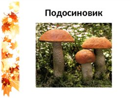 Семейка грибов на поляне, слайд 4