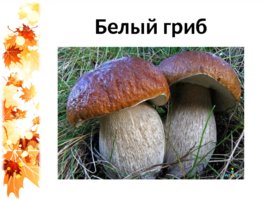 Семейка грибов на поляне, слайд 8