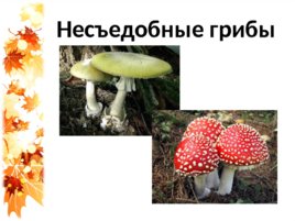 Семейка грибов на поляне, слайд 9