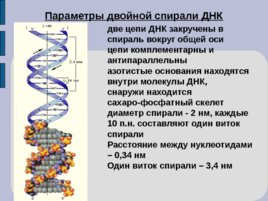 Млекопитающие, сумчатые, волки сумчатые, слайд 17