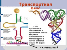 Млекопитающие, сумчатые, волки сумчатые, слайд 34