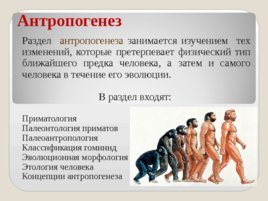 Антропология, слайд 8