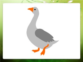 Алгоритмы рисования гуашью «Домашние птицы», слайд 10