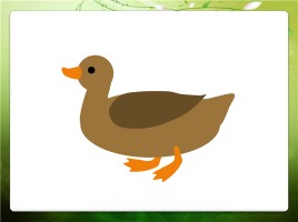 Алгоритмы рисования гуашью «Домашние птицы», слайд 13