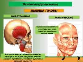 Строение мышц биология, 8 класс, слайд 13