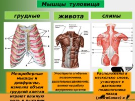 Строение мышц биология, 8 класс, слайд 14