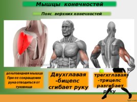 Строение мышц биология, 8 класс, слайд 15
