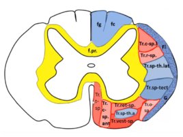 Спиной мозг, слайд 13