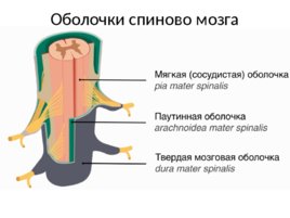 Спиной мозг, слайд 4