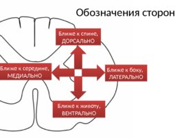 Спиной мозг, слайд 7