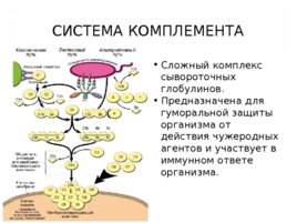 Биохимия крови, слайд 11