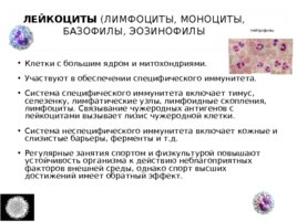 Биохимия крови, слайд 5