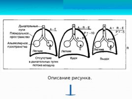 Физиология дыхания, слайд 13