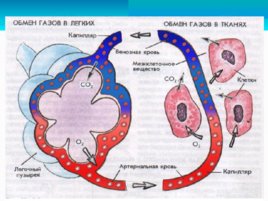 Физиология дыхания, слайд 16