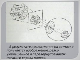 Сенсорные системы, слайд 28