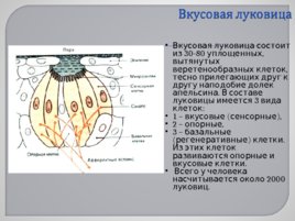 Сенсорные системы, слайд 44