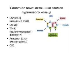 Особенности метаболизма азотистых оснований, слайд 10